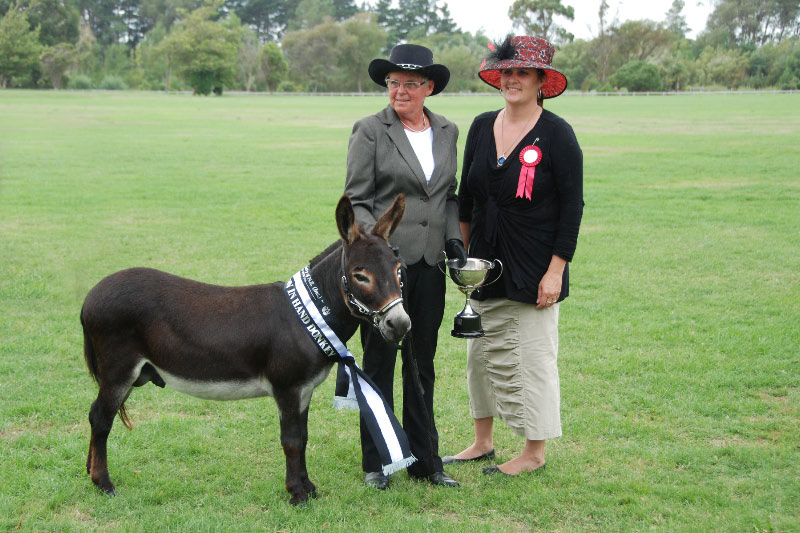 Nestle, Supreme Champion NI Show 2011 out of a field of 28 donkeys.