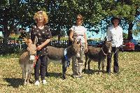 Three prize winning Clovercrest Miniatures with their owners at the Pukekohe A&P Show
